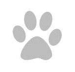 白猫@猫