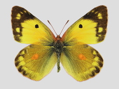 Yy
