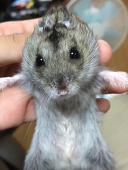 まろ
