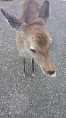 まかろに