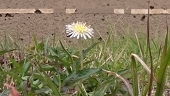 いろか