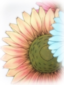 カルピス