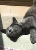 ミル