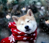 huhuhuhu