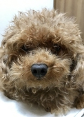 くるっぽー