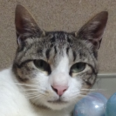 jun
