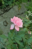 Lesage