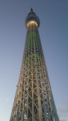 蓮