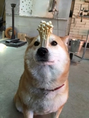 ちう しゃん