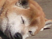 irietomo