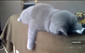 ふて猫