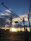 まいたけ