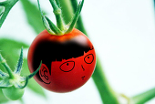 pencocco