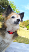 葉っぱくん