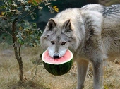 wolfverz