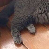 プジ