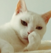 トメコ