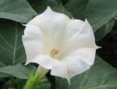 藍田　