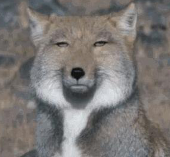 あき
