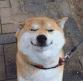 狗间太平