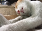 Y小姬Y