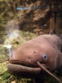 結