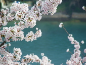 不知火　朔
