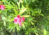 美悠