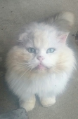 白い気まぐれ猫