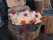 もぐち