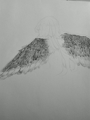 wing