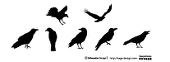 karasu