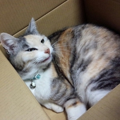 べてころ
