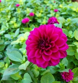 mst