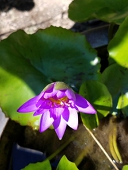 杞柳