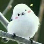 陸千秋Chiaki