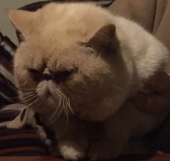 崩
