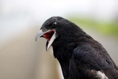 Corvus_からす痴