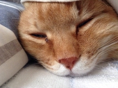モナカ