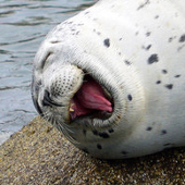 seal