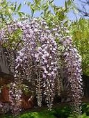 藤花