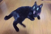 23232