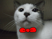 bibi-nyan　