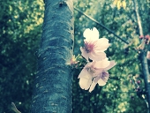 彩