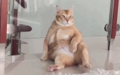 qy