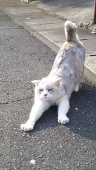 楠木