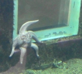 甜