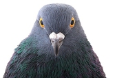 鳩