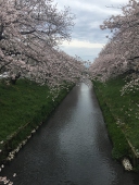 ochanoha