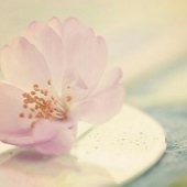 夜桜